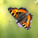 Download full size image The Small Tortoiseshell (Aglais urticae) is a charming butterfly species belonging to the family Nymphalidae, known for its striking appearance and widespread distribution across Europe and parts of Asia. Here's a detailed description: Physical Characteristics: The Small Tortoiseshell butterfly is of medium size, with a wingspan typically ranging from 45 to 55 millimeters. It displays a distinctive pattern of bright orange wings bordered by a black band with white spots. The forewings also feature a row of blue crescents near the outer edge, while the hindwings have a series of blue spots and a border of black and yellow. The undersides of the wings are mottled brown, providing effective camouflage when the butterfly is at rest. Habitat and Distribution: Small Tortoiseshell butterflies are commonly found in a variety of habitats, including meadows, grasslands, woodlands, gardens, and urban areas. They are distributed across much of Europe, including the British Isles, Scandinavia, and the Mediterranean region, as well as parts of Asia, such as Siberia, Central Asia, and the Middle East. They are particularly abundant in temperate regions with diverse plant species. Behavior and Life Cycle: Small Tortoiseshell butterflies are diurnal and active during the warmer months of the year, especially in spring and summer. They are strong and agile flyers, often seen fluttering among flowers in search of nectar and mates. The females lay eggs singly on the leaves of stinging nettles (Urtica spp.), which serve as the primary larval host plant. The caterpillars hatch from the eggs and feed on the leaves of the host plants before pupating and emerging as adult butterflies. Conservation Status: The Small Tortoiseshell is not considered globally threatened and is generally common and widespread throughout its range. However, like many butterfly species, it may face localized threats due to habitat loss, fragmentation, and degradation caused by agricultural intensification, urbanization, and climate change. Conservation efforts focused on preserving and restoring habitats, protecting larval host plants, and minimizing human disturbance are crucial for ensuring the long-term survival of this iconic butterfly species. Overall, the Small Tortoiseshell butterfly is a beautiful and ecologically important species, valued for its striking appearance, graceful flight, and role in pollination and ecosystem functioning. Its presence adds vibrancy and vitality to natural landscapes and serves as a symbol of the rich biodiversity of the regions where it is found.
