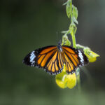 Common tiger (Danaus genutia)