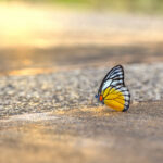 Orange gull (Cepora judith)