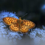 Lesser marbled fritillary (Brenthis ino)