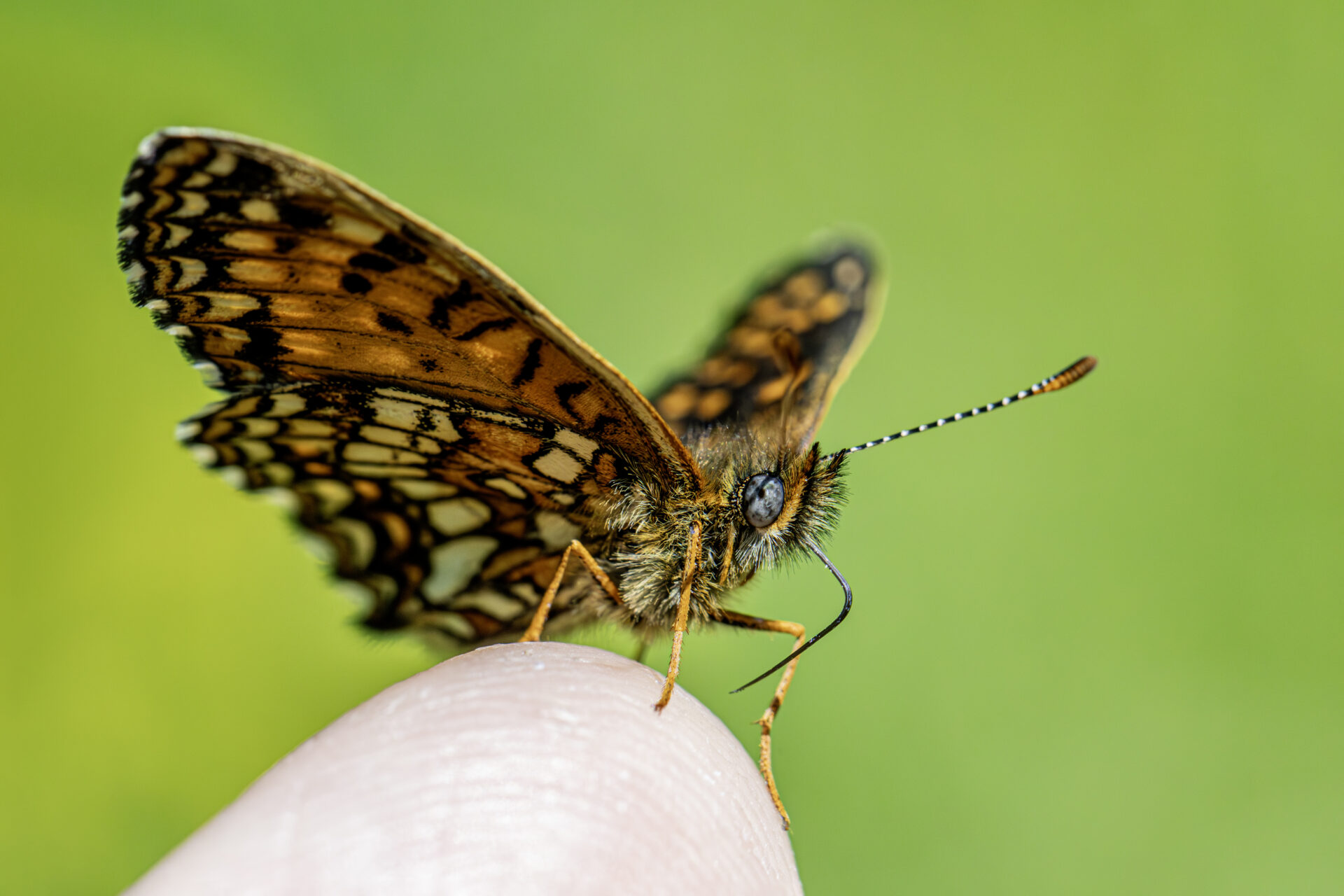 False heath fritillary (Melitaea diamina)