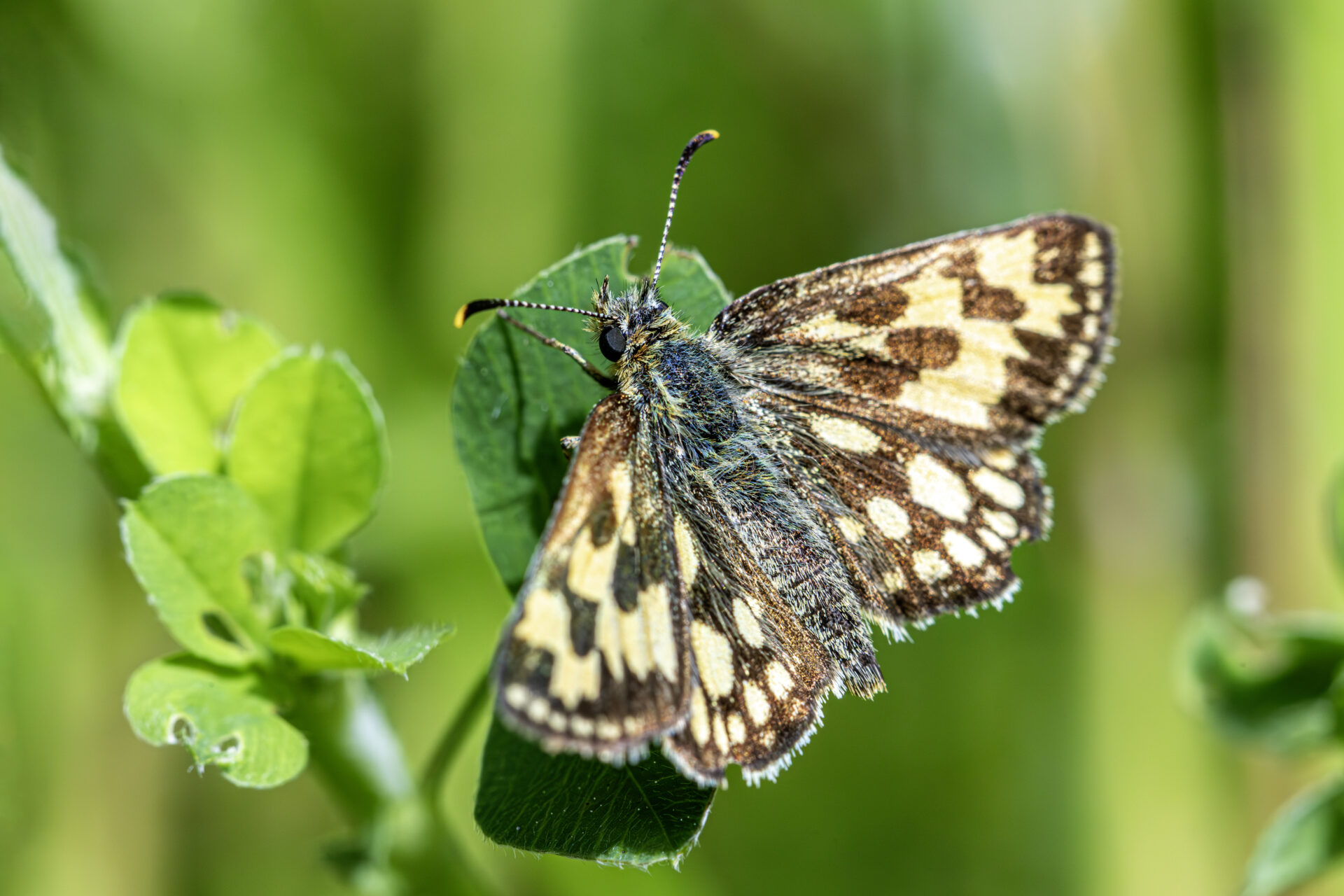 Northern chequered skipper (Carterocephalus silvicola)