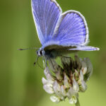 Common blue (Polyommatus icarus)