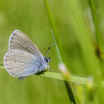 Mazarine Blue (Cyaniris semiargus)