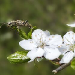 Blackspotted pliers support beetle (Rhagium mordax)