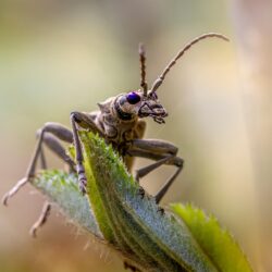 Blackspotted pliers support beetle (Rhagium mordax)