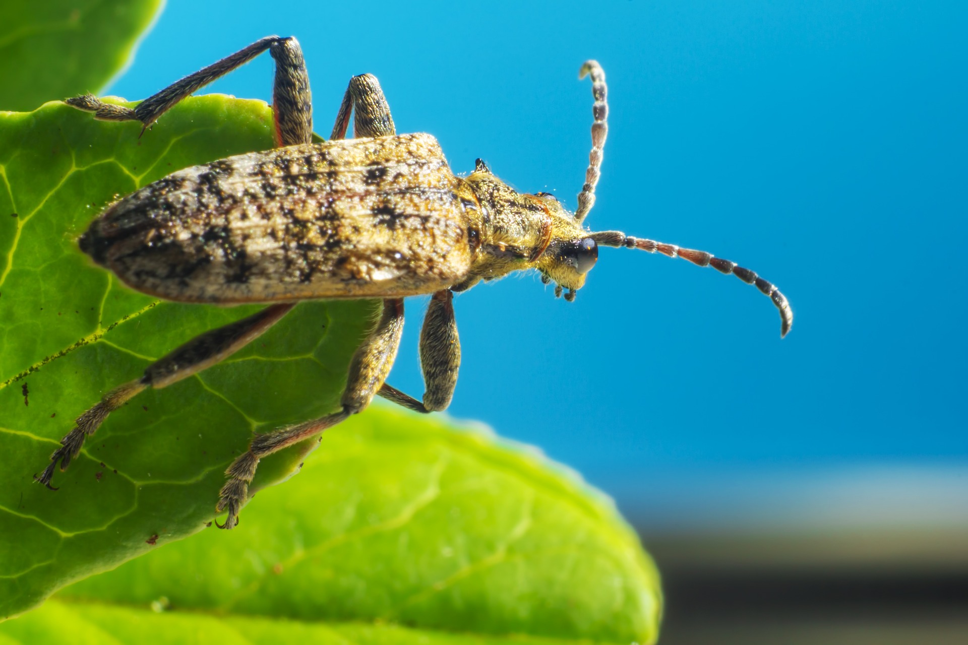 Blackspotted pliers support beetle (Rhagium mordax)