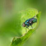 Common green bottle fly (Lucilia sericata)