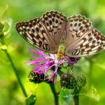 Silver-washed Fritillary (Argynnis paphia)