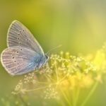 Mazarine Blue (Cyaniris semiargus)