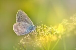 Mazarine Blue (Cyaniris semiargus)