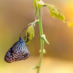 Blue glassy tiger (Ideopsis similis)