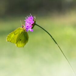 Common Brimstone (Gonepteryx rhamni)