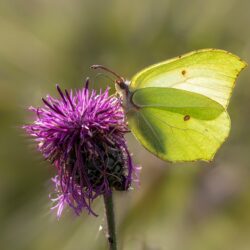 Common Brimstone (Gonepteryx rhamni)