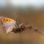 Small Copper (Lycaena phlaeas)
