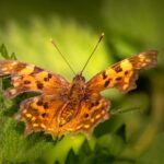 Comma butterfly (Polygonia c-album)