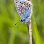 Common blue (Polyommatus icarus)