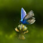 Common blue (Polyommatus icarus)