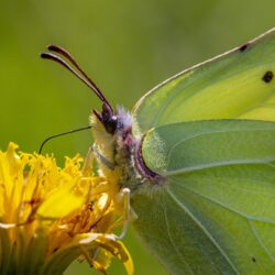 Common Brimstone (Gonepteryx rhamni)