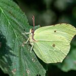 Common Brimstone (Gonepteryx rhamni)