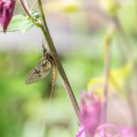 Common Mayfly (Ephemera vulgata)