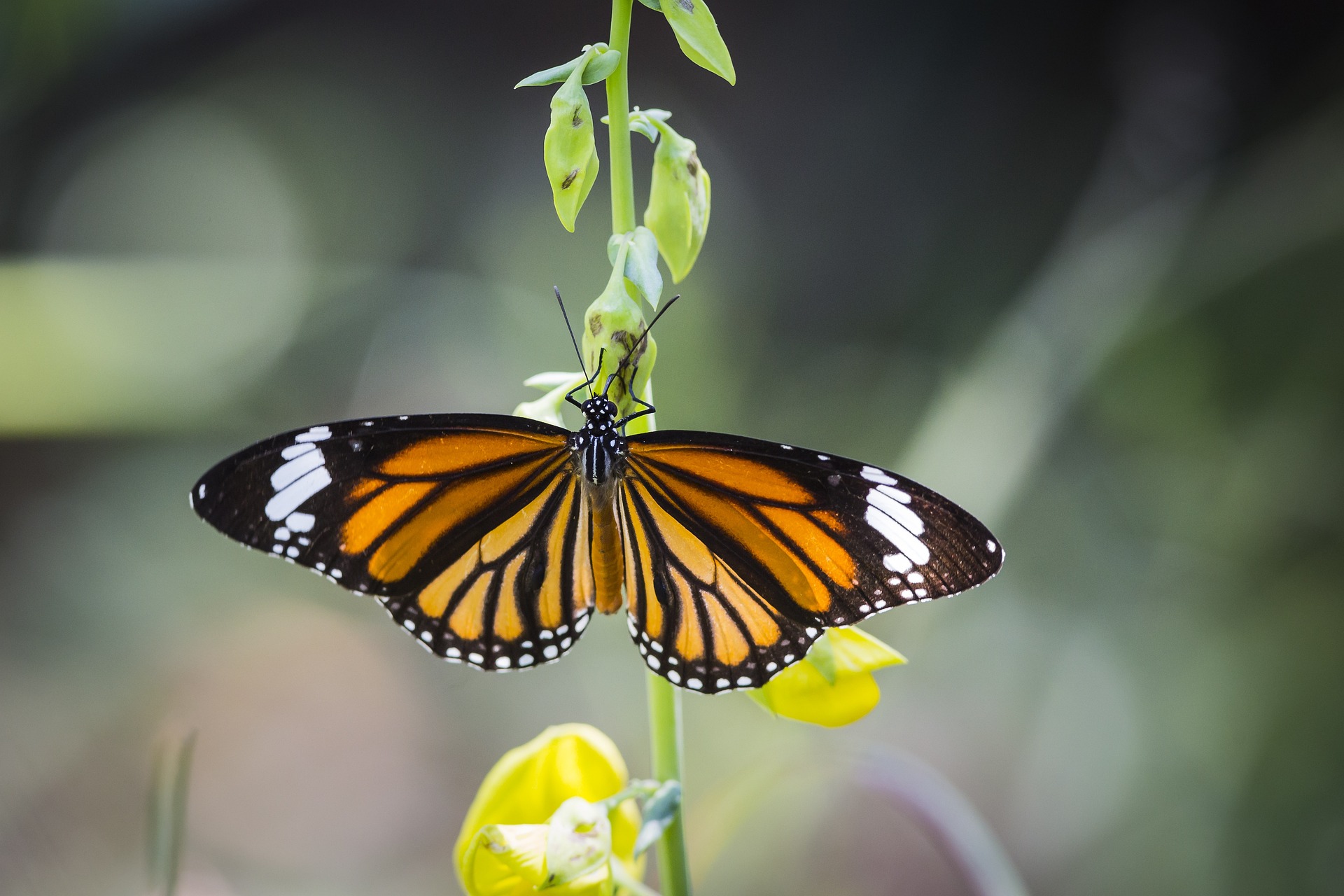 Common tiger (Danaus genutia)