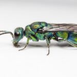 Cuckoo wasp
