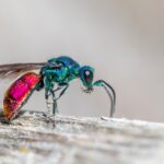 Cuckoo wasp (Crysis)