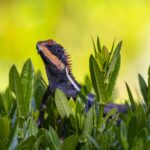 Emma gray`s forest lizard (Calotes emma)