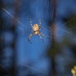 European garden spider (Araneus diadematus)