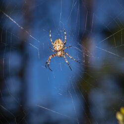 European garden spider (Araneus diadematus)