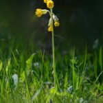 Cowslip, common cowslip, or cowslip primrose (Primula veris)