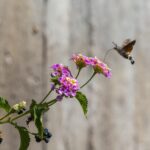 Hummingbird hawk moth (Macroglossum stellaturum)