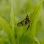 Common Mayfly (Ephemera vulgata)