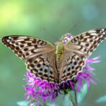 Silver-washed Fritillary (Argynnis paphia)