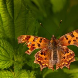 Comma butterfly (Polygonia c-album)