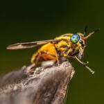 Splayed deer fly (Chrysops caecutiens)