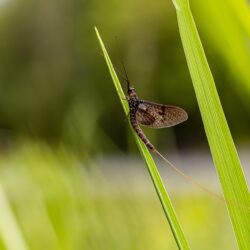 Common Mayfly (Ephemera vulgata)