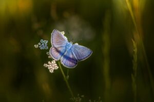 Mazarine Blue (Cyaniris semiargus)