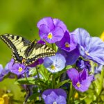 Old World Swallowtail (Papilio machaon)