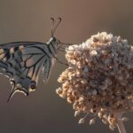 Old World Swallowtail (Papilio machaon)