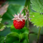Wild strawberry (Fragaria vesca)