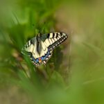 Old World Swallowtail (Papilio machaon)