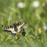 Old World Swallowtail (Papilio machaon)