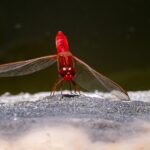 Scarlet dragonfly (Crocothemis erythraea)