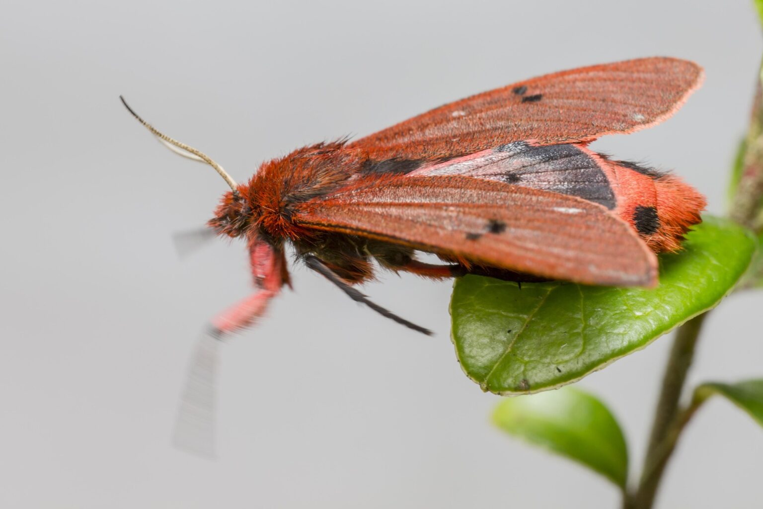 Ruby Moth Ruby Tiger Moth (Phragmatobia fuliginosa) - Macrostock