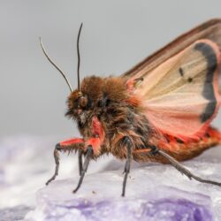 Ruby Tiger Moth (Phragmatobia fuliginosa)
