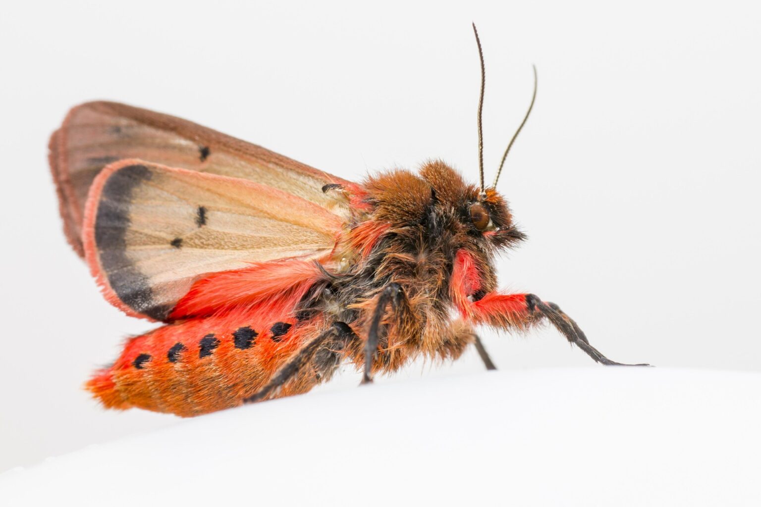 Ruby Moth Ruby Tiger Moth (Phragmatobia fuliginosa) - Macrostock