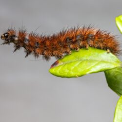 Ruby Tiger Moth (Phragmatobia fuliginosa)