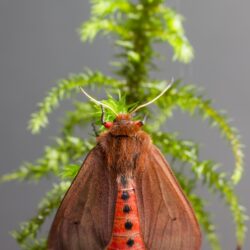 Ruby Tiger Moth (Phragmatobia fuliginosa)
